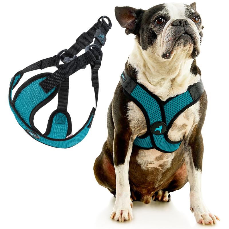 Comfort X Step (X-Large (22-28") / Turquoise)