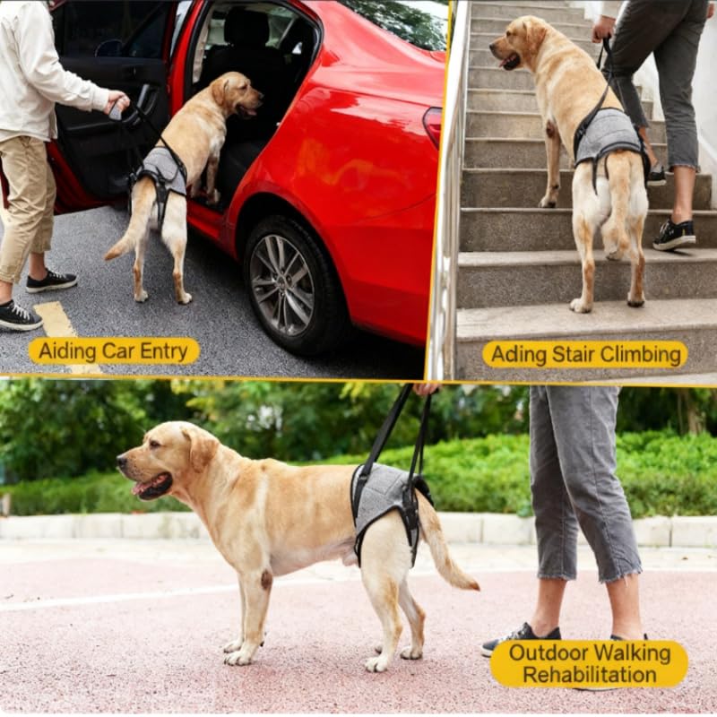 Large Breed Back Leg Support Dog Harness (XL)