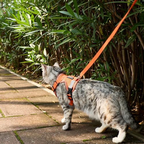 Cat Harness and Leash Set (Orange / Large)
