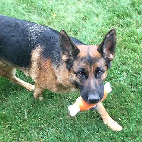 12 Pack Dog Squeaky Toys Cute Plush Toys for Small Medium Dog Pets (12 Pack Premium)
