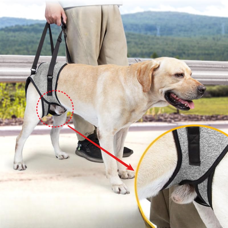 Large Breed Back Leg Support Dog Harness (XL)