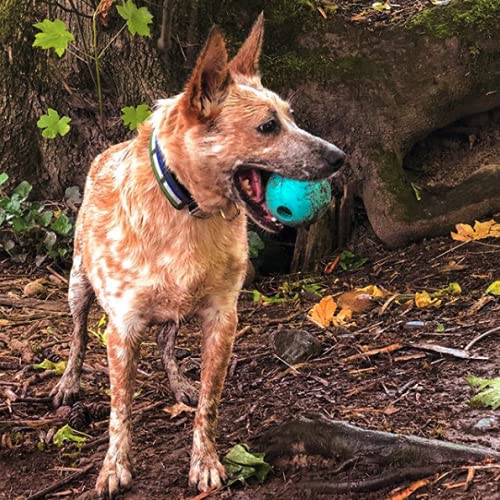 Fetch Balls Extremely Durable Natural Rubber Toy Pack of 3 (3-Pack (3" Balls) - Blue, Purple, Turquoise)