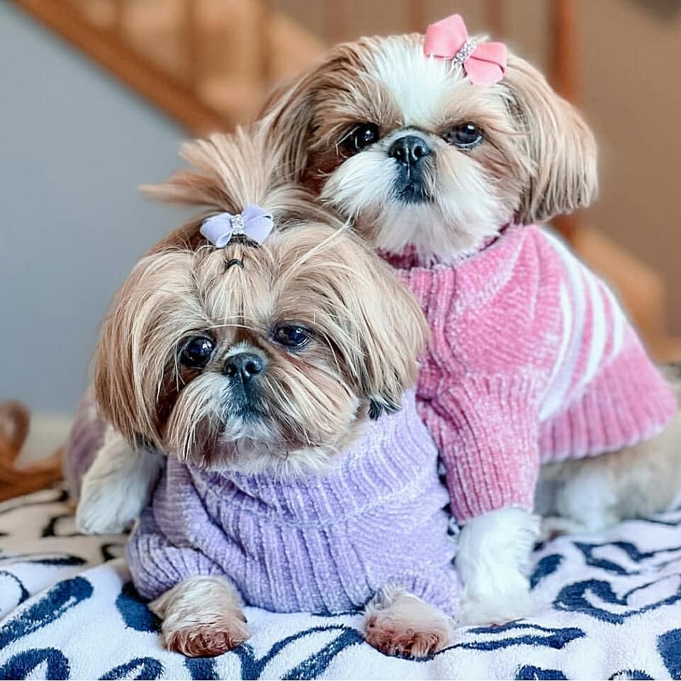 Cozy Soft Chenille Classy Striped Dog Sweater in Dusty Rose (14 inch / Dusty Rose)