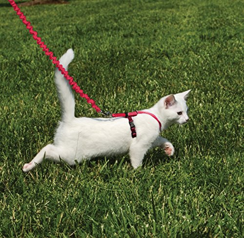 Come With Me Kitty Harness and Bungee Leash (Small (Pack of 1) / Red)
