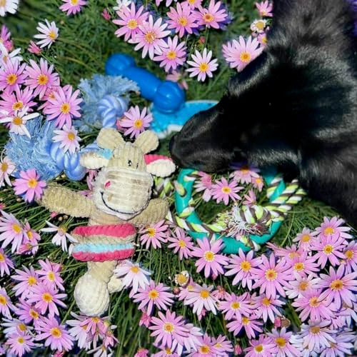 Puppy Chew Toys for Teething