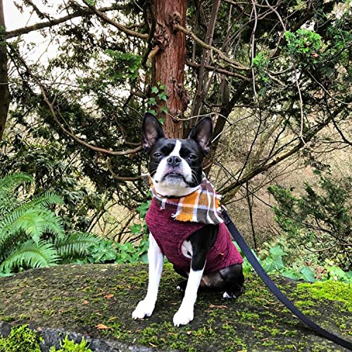 Zip Up Fleece Dog Sweater (Large chest (~20") / Fuchsia Wash)