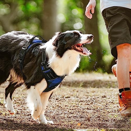 Dog Harness No Pull for Large Dogs with 2 Leash Clips (Large / Blue Plaid)