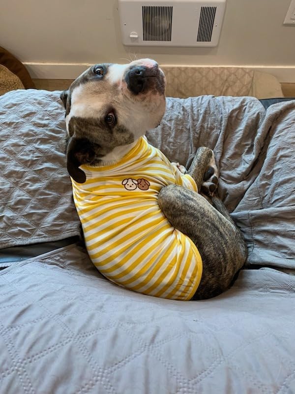 Turtleneck Dog Shirt Cute Doggie Embroidery Super Soft Dog Sweatshirt Stretchy Striped Puppy Pullover for Cats Small Medium Large Dogs (Yellow Striped / XXX-Large)