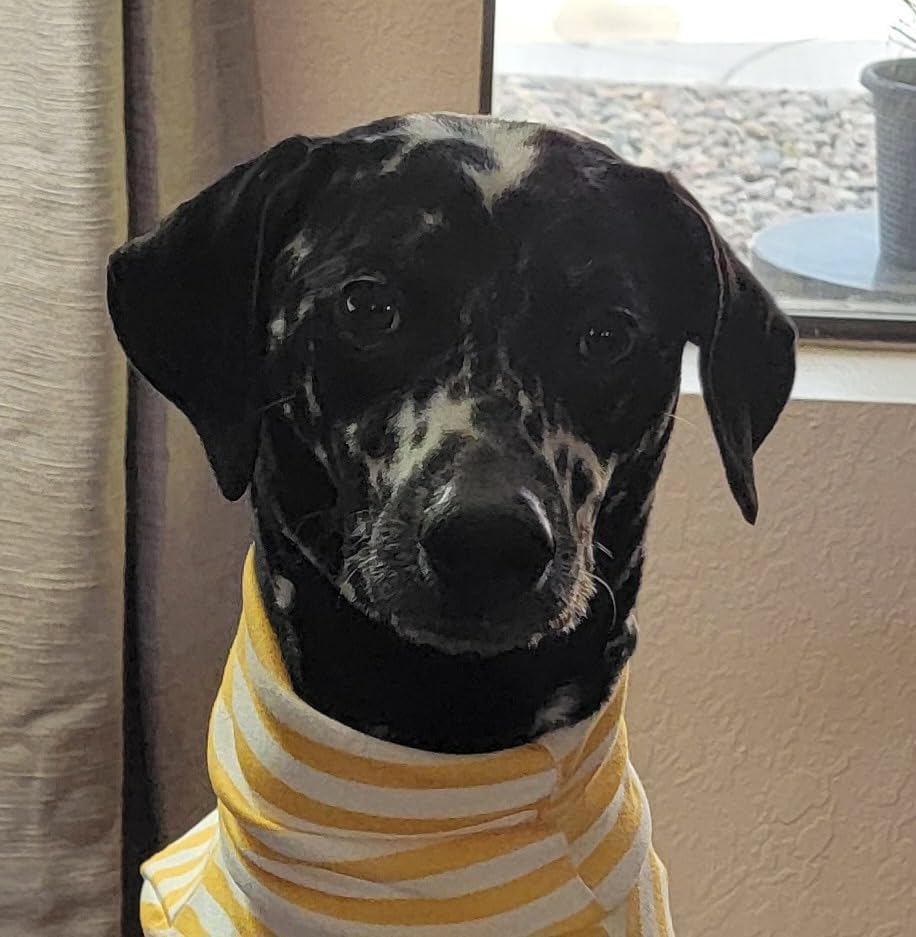 Turtleneck Dog Shirt Cute Doggie Embroidery Super Soft Dog Sweatshirt Stretchy Striped Puppy Pullover for Cats Small Medium Large Dogs (Yellow Striped / XXX-Large)
