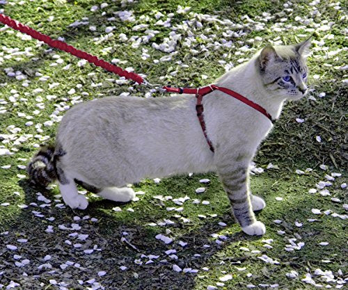 Come With Me Kitty Harness and Bungee Leash (Large (Pack of 1) / Red)