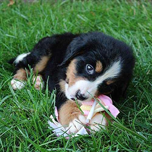 Snuggle Puppy Essentials Starter Kit (Pink)