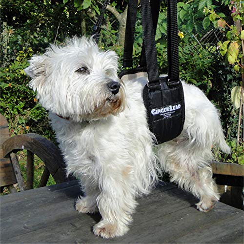 Dog Rear Sling Support Harness (Small - Female)