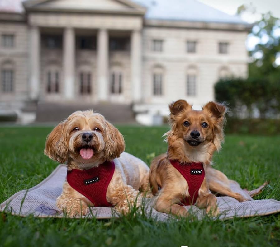 Soft Dog Harness (Wine / Small)