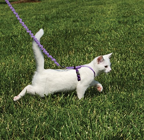Come with Me Kitty Harness and Bungee Cat Leash (Small (Pack of 1) / Lilac/Deep Purple)