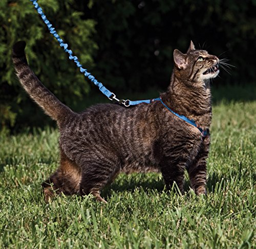 Come with Me Kitty Harness and Bungee Cat Leash (Large (Pack of 1) / Royal Blue)