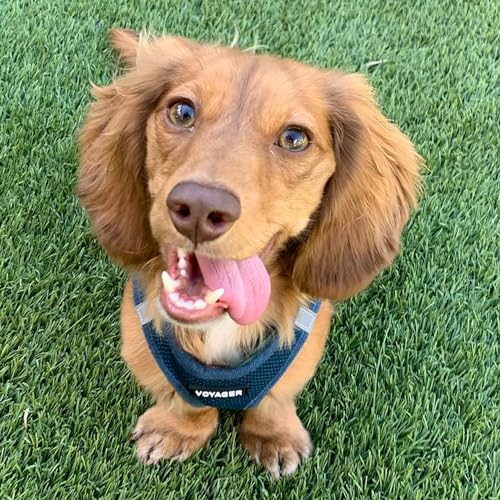 Voyager Step in Air All Weather Mesh Harness and Reflective Dog 5ft Leash Combo with Neoprene Handle (Harness Leash Set (Blue) / M (Chest: 16 - 18"))