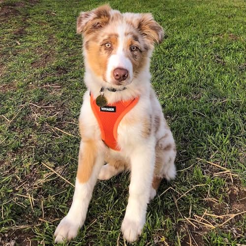 Voyager Step in Air Dog Vest Harness (Orange / S (Chest: 14.5 - 16"))