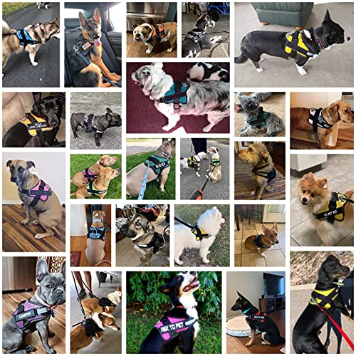 Dog Harness No (X-Small (Pack of 1) / Purple)