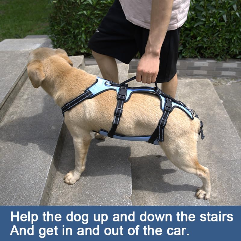 Dog Lift Harness (M / Blue)