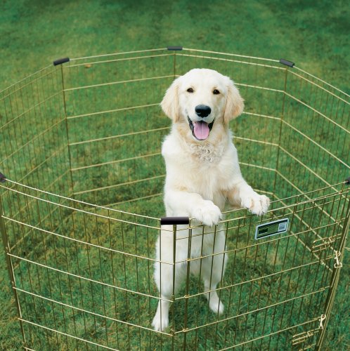MidWest 30 Inch Exercise Pen (Gold Zinc w/ Door / 30" H)