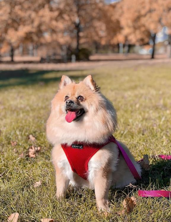 Soft Dog Harness (Wine / Small)