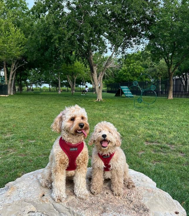 Soft Dog Harness (Wine / Small)