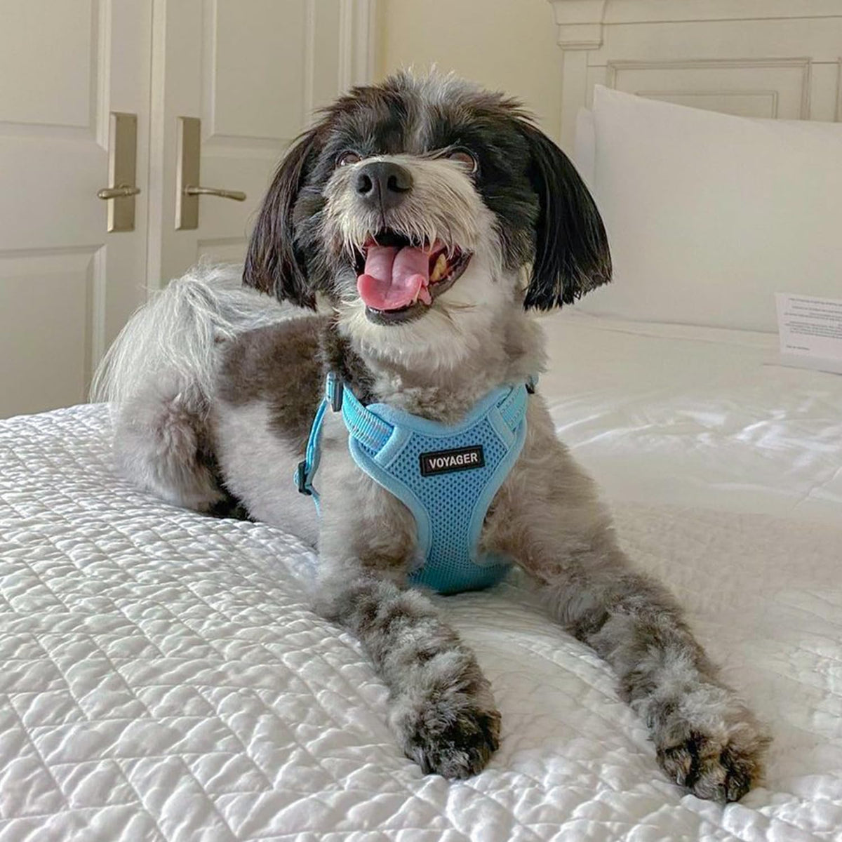 Voyager Step in Flex Adjustable Dog Harness (Harness (Baby Blue) / XL)