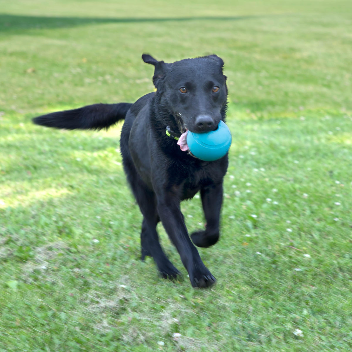 Fetch Balls Extremely Durable Natural Rubber Toy 4 inch (2-Pack (4" Balls))