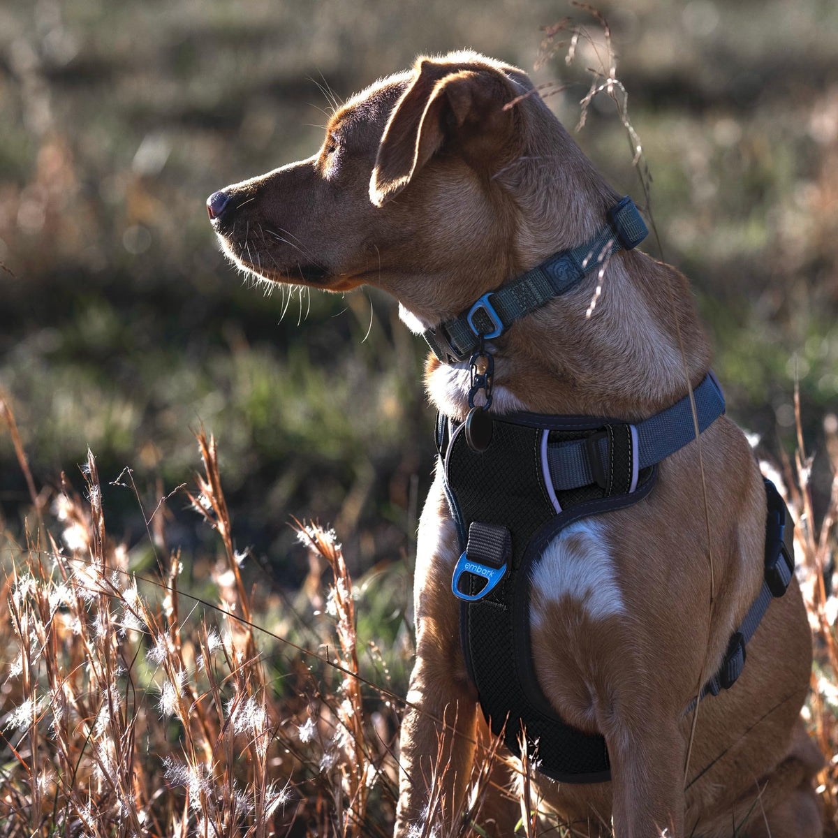 Embark No Pull Dog Harness (L / Black)