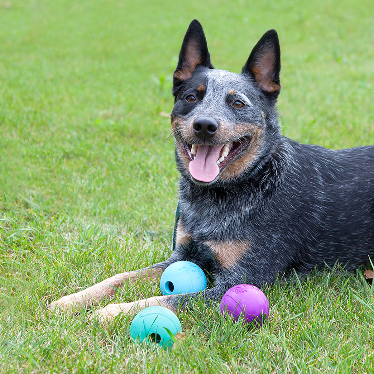 Fetch Balls Extremely Durable Natural Rubber Toy Pack of 3 (3-Pack (3" Balls) - Blue, Purple, Turquoise)