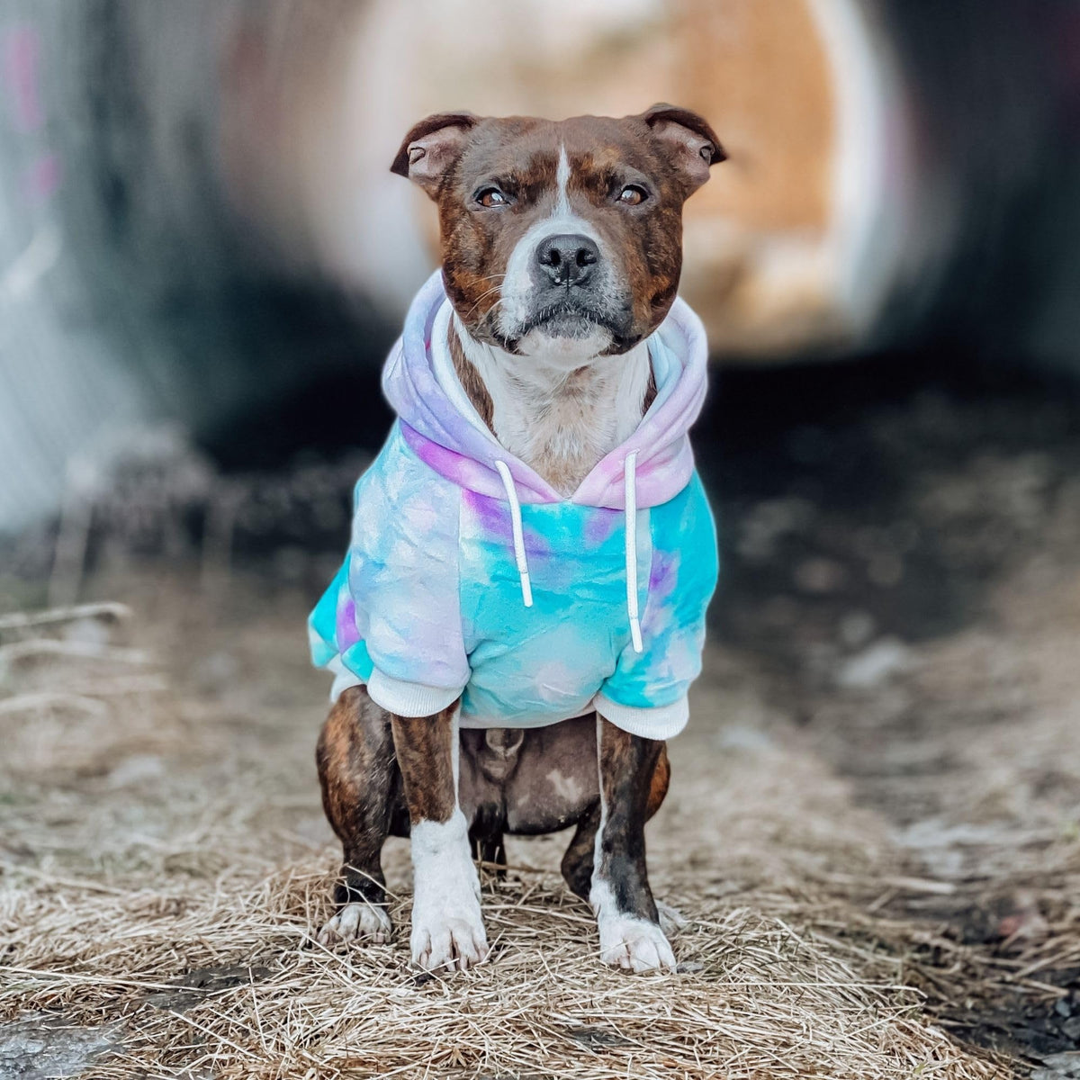 Dog Hoodie Buttery (90s Retro Sky Dye / Small)