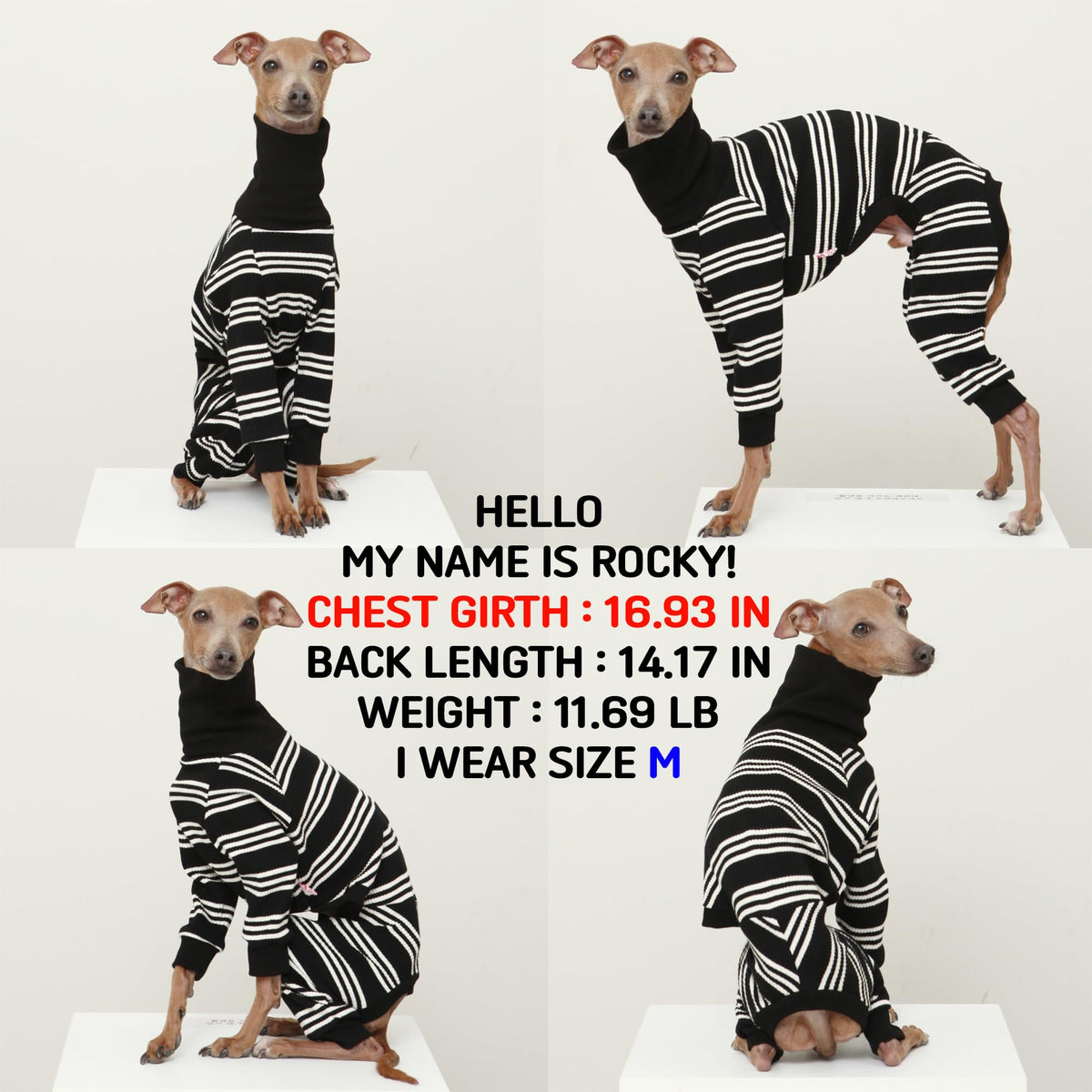 D Doggy Star Italian Greyhound Clothes Soft Stretchy Onesie Refined Stripe Outfit Whippet for Dog Coat (3XL / Onesie Ivory Stripe)