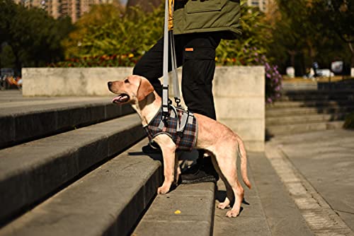 Dog Lift Harness (Medium / Chest-Blue)