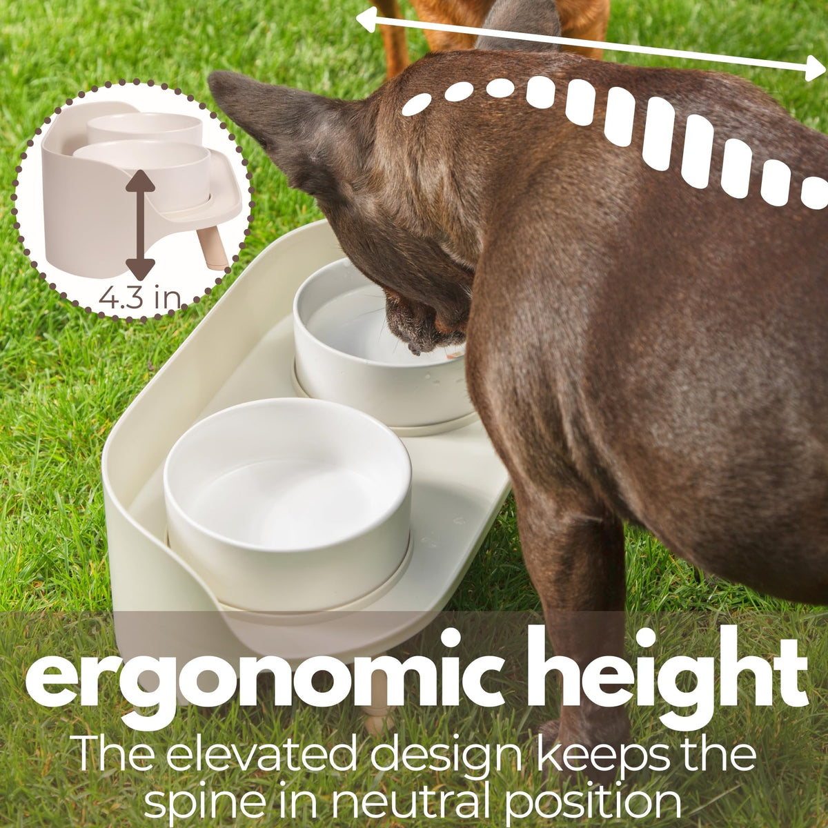Ceramic Dog Bowls with Stand (13.5 OZ / White / Beige)