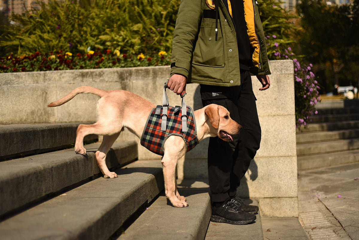 Dog Lift Harness (X-Large / Chest-Orange)