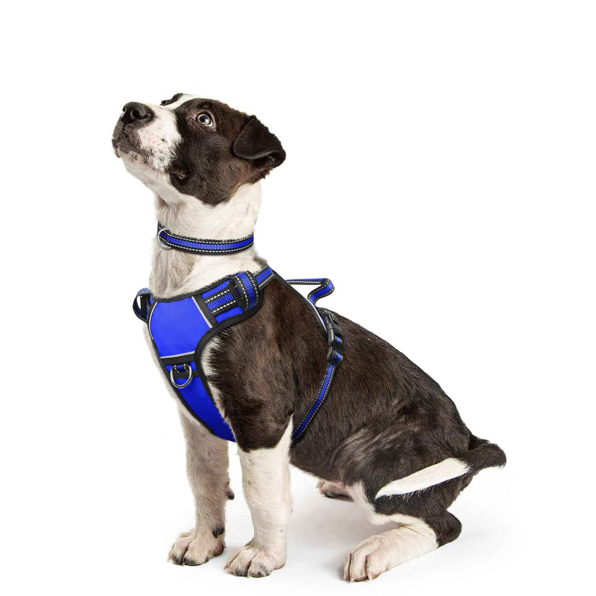Dog Harness No Pull (Small / Blue)