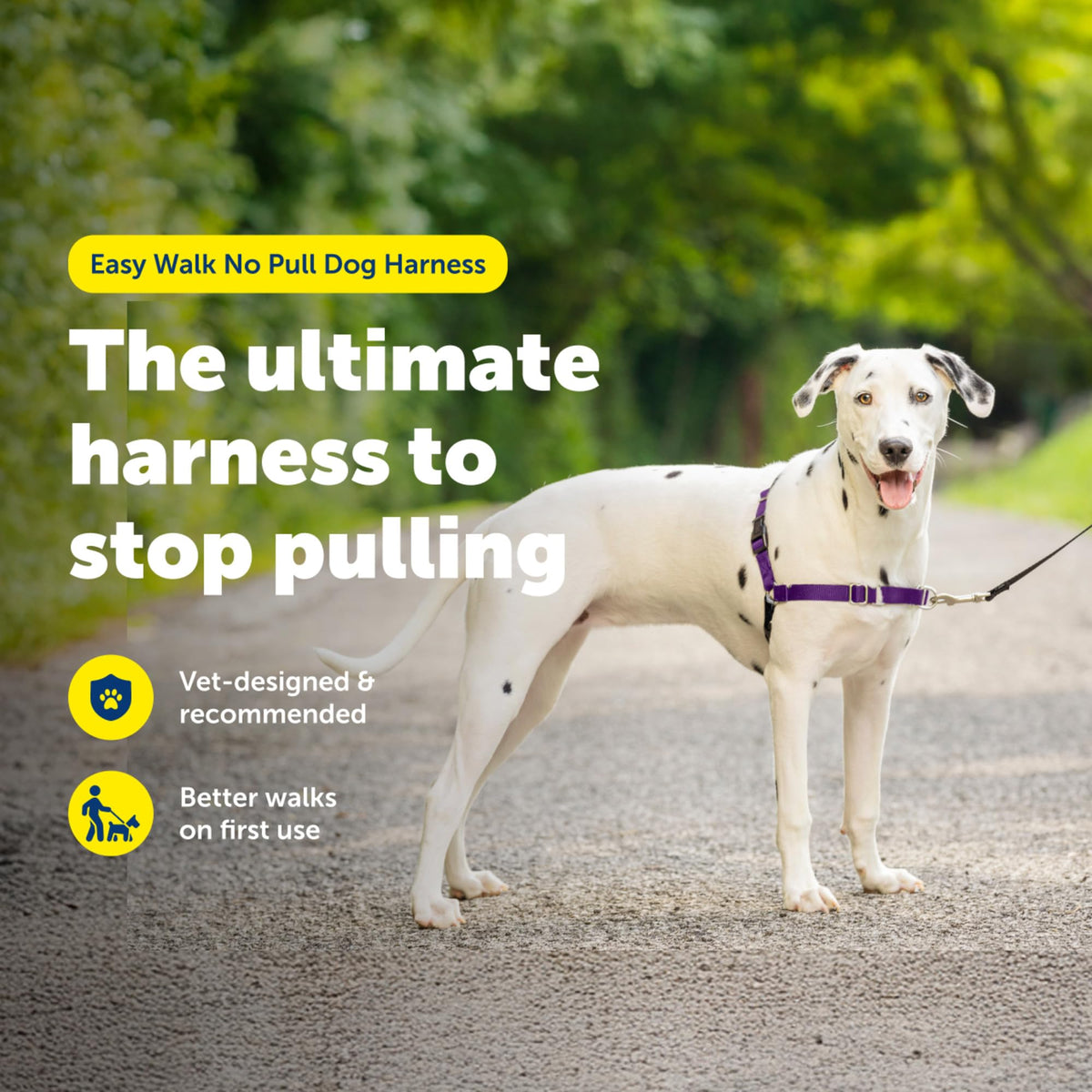 Easy Walk Harness (Medium/Large / Black)
