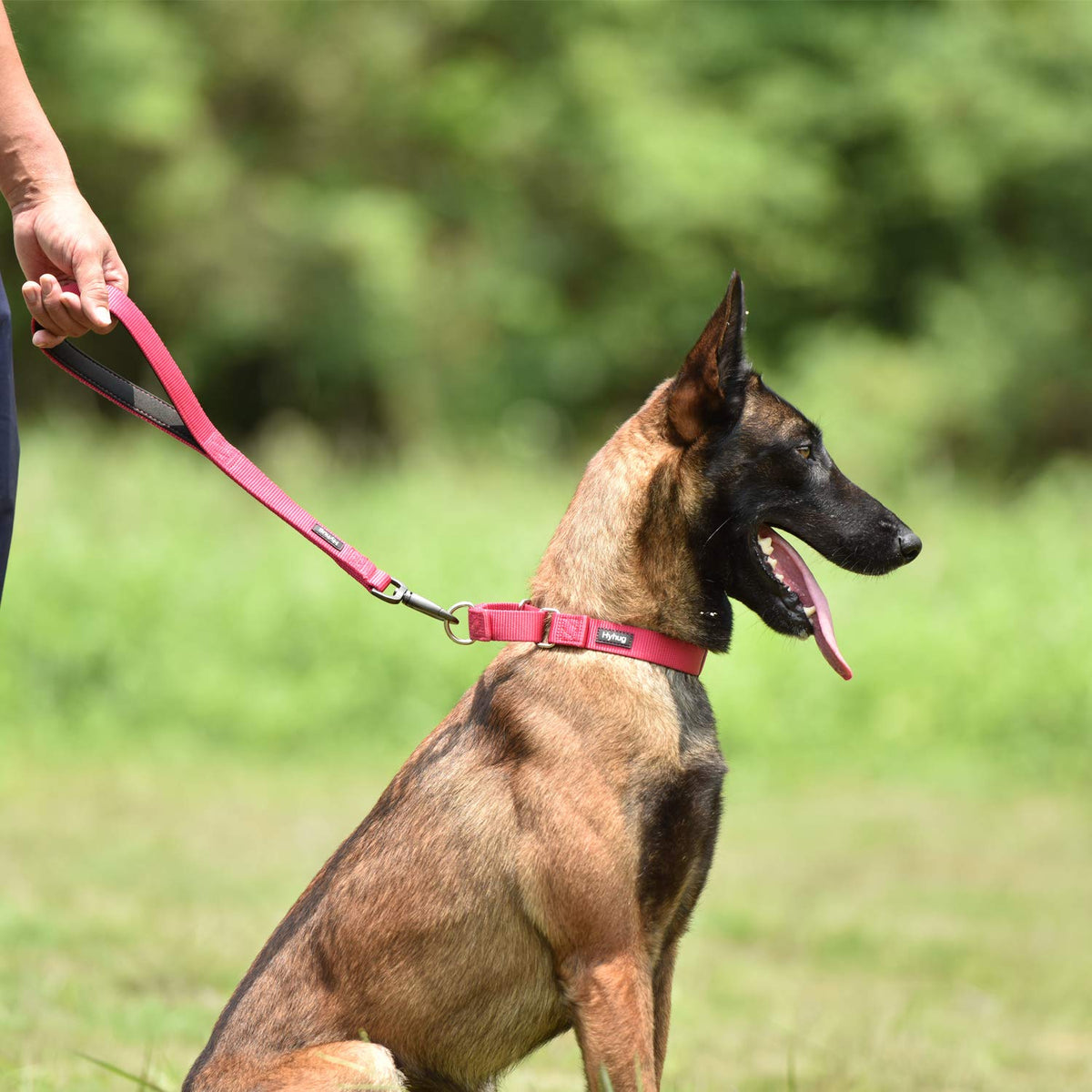 Short Dog Leash 18" (Rose Red / 18 Inches)