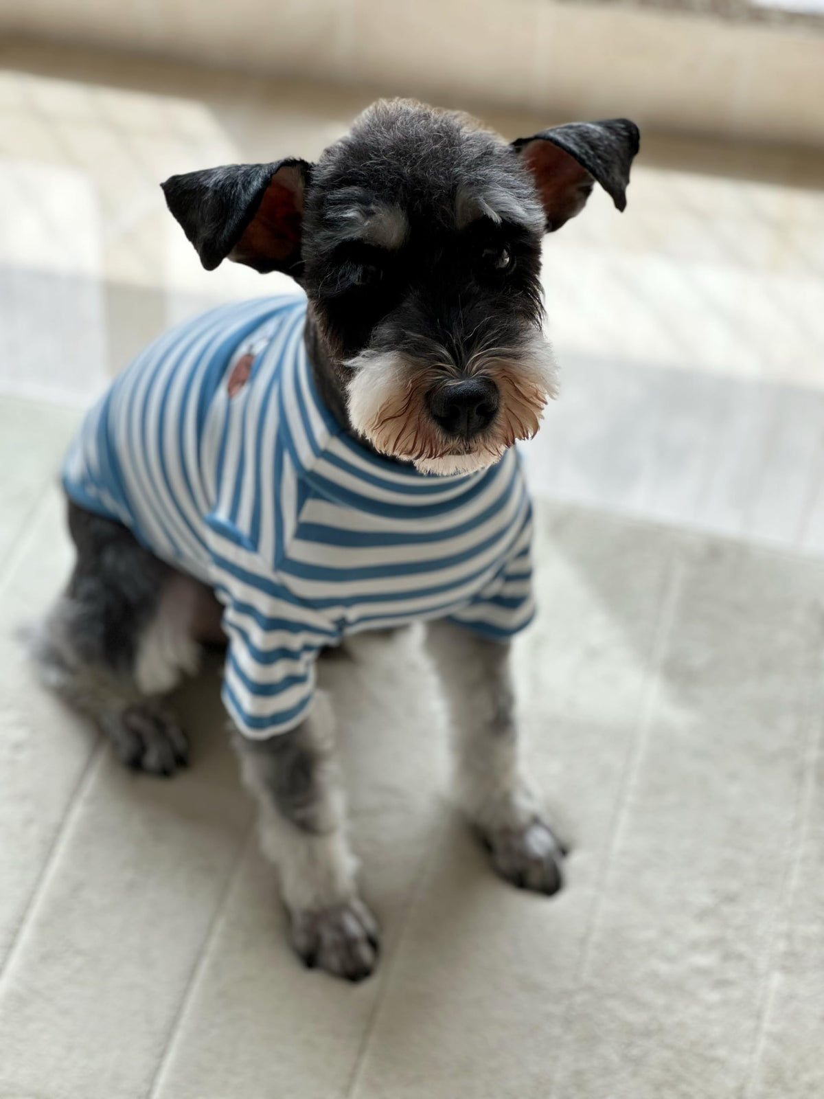 Turtleneck Dog Shirt Cute Doggie Embroidery Super Soft Dog Sweatshirt Stretchy Striped Puppy Pullover for Cats Small Medium Large Dogs (Blue Striped / X-Large)