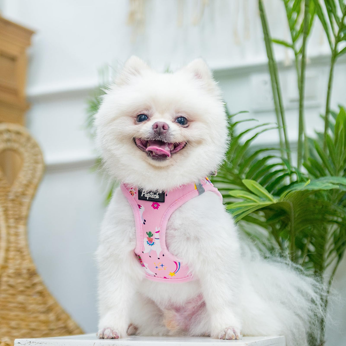 Dog Harness Collar and Leash Set No Pull for Small Medium Sized (Light Pink(Alpaca) / S (CHEST 14.5"-16"))