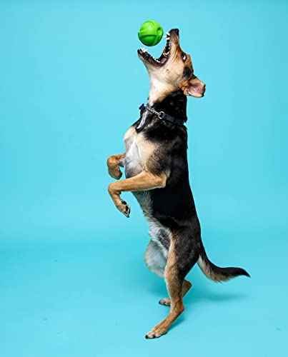 Dura Play Bacon Scented Squeak Ball Dog Toy for Small Breeds (Small Ball / 3 Count)