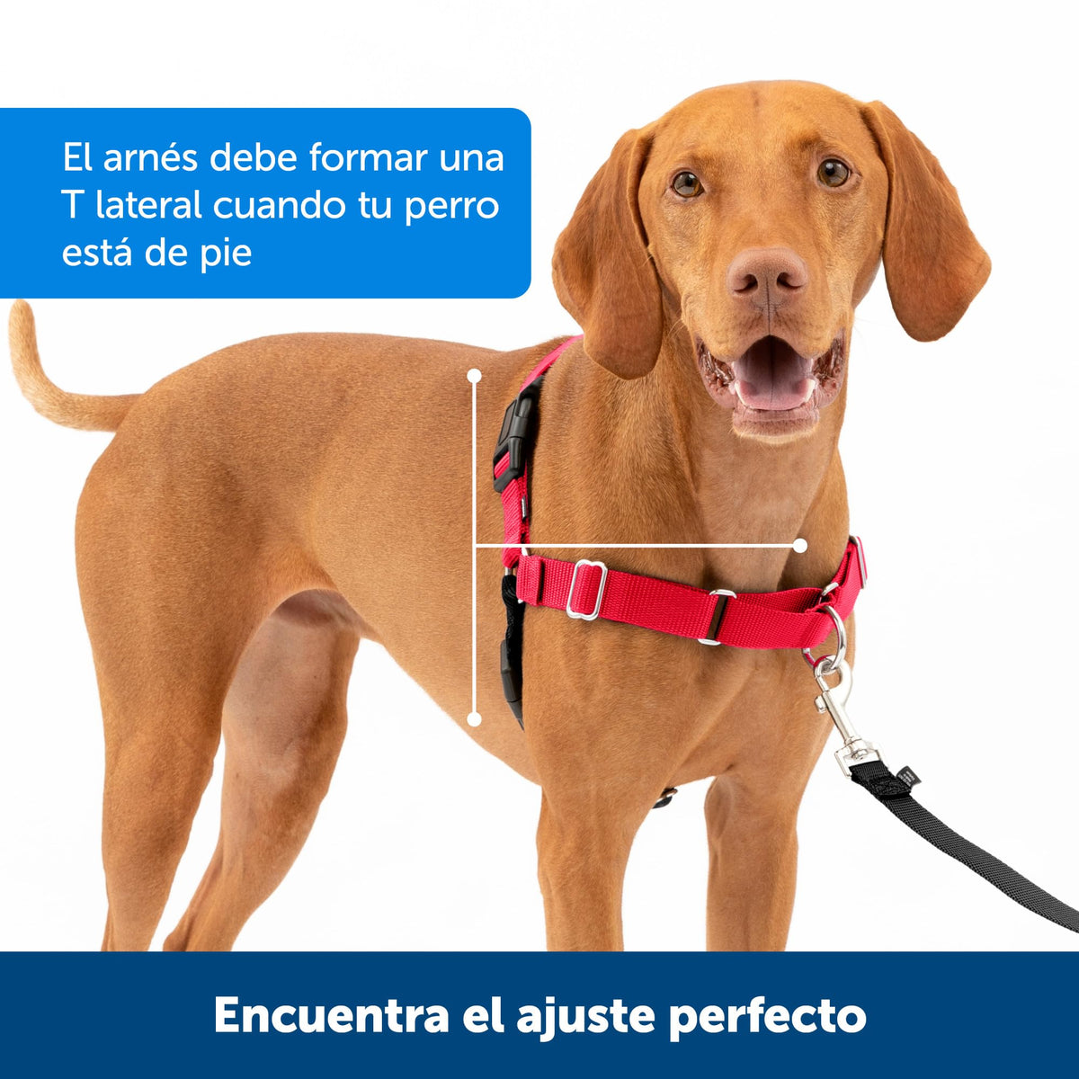 Easy Walk Harness (Medium/Large / Royal Blue/Navy Blue)