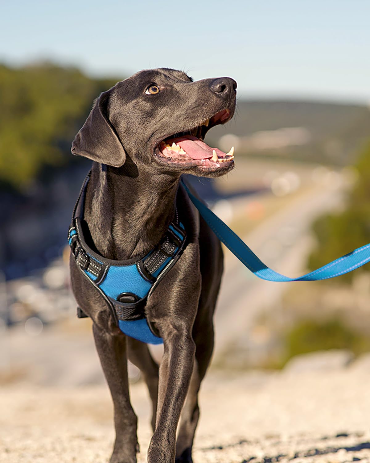 No Pull Dog Harness for Small Dogs (Small / SkyBlue)