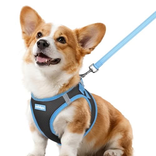 Dog Harness Small Sized and Leash Set (Black & Blue / L (Chest: 18.2"-20.5"))