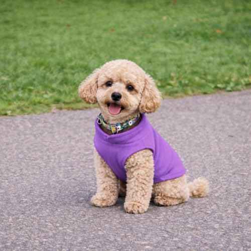 Dog Fleece Vest Sweater with Leash Ring (L (10-16lbs) / Purple)