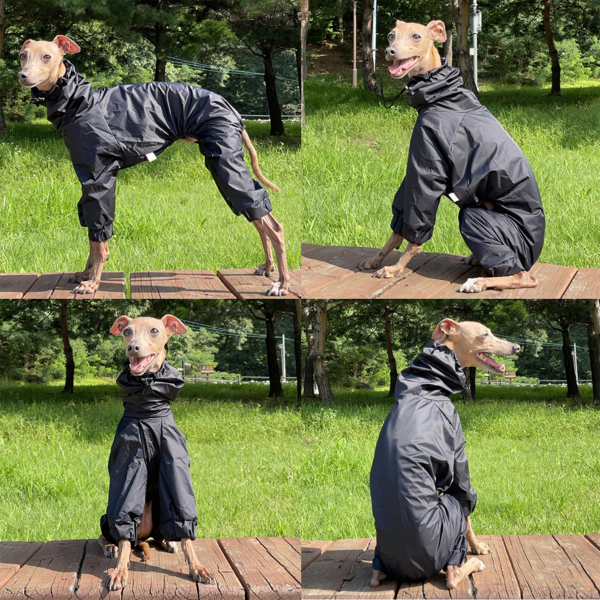 D Doggy Star Italian Greyhound Raincoat Waterproof Jacket Windbreaker Clothes Whippet for Dog (2XL / Raincoat Black)
