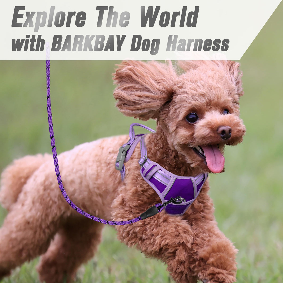 Dog Harness No Pull for Small Sized Dog Front Back Clips (X-Small(Chest:15.5-19.5”) / Violet Purple & Purple)