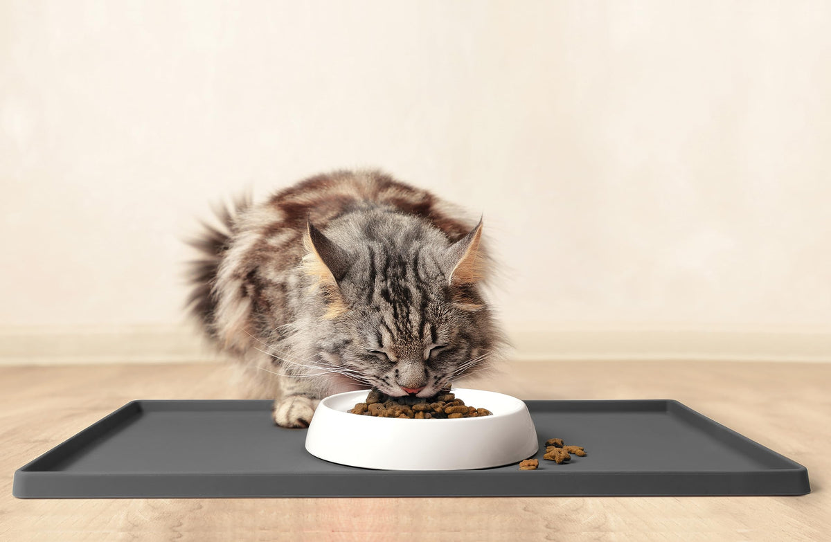 Cat Bowls Whisker Friendly Food Bowl for Indoor Cats (Dish - Set of Two / Ceramic, White)