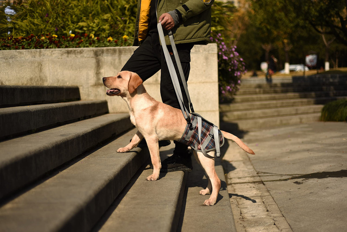 Dog Lift Harness (X-Large / Hind Legs-Blue)