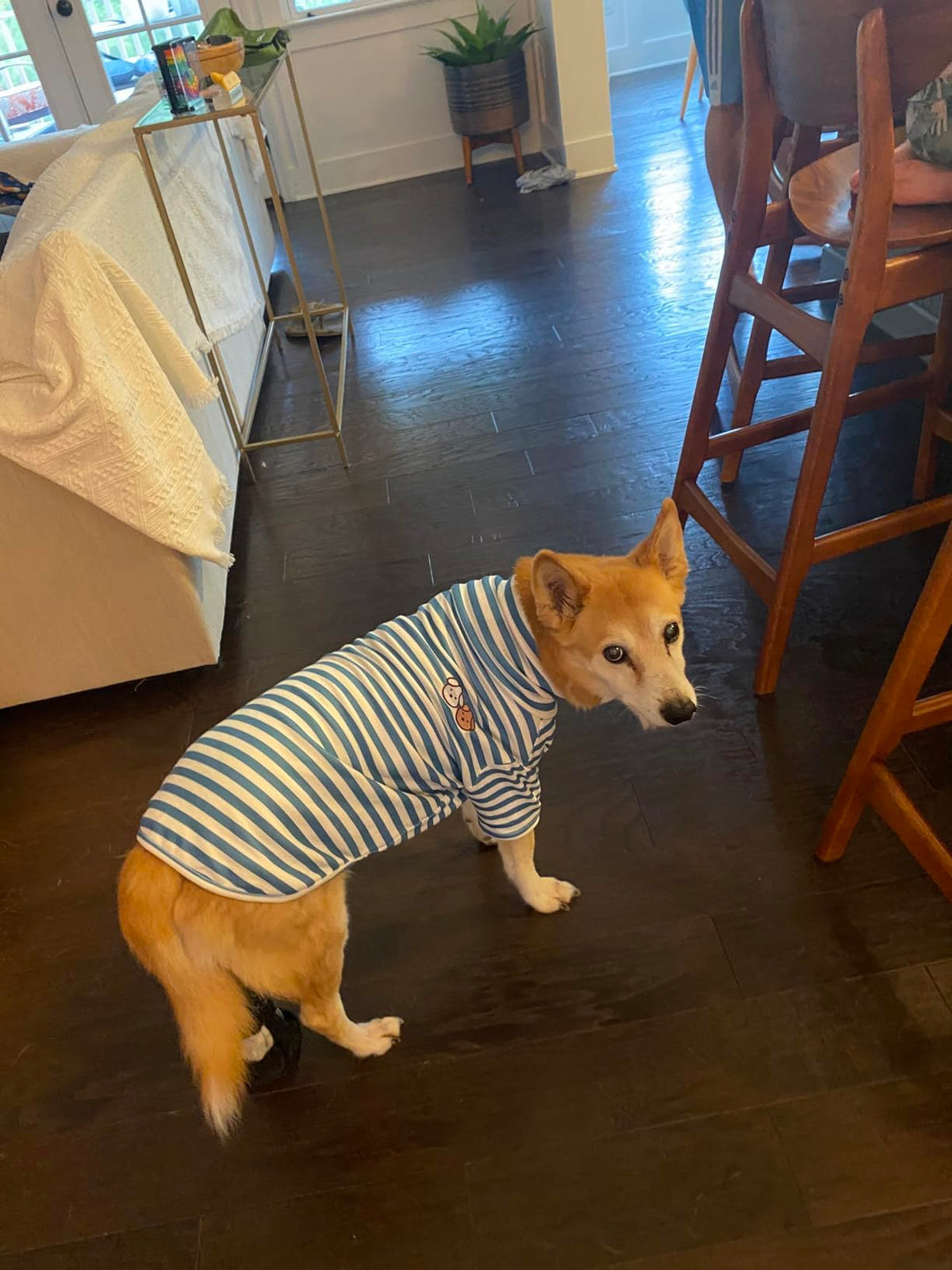 Turtleneck Dog Shirt Cute Doggie Embroidery Super Soft Dog Sweatshirt Stretchy Striped Puppy Pullover for Cats Small Medium Large Dogs (Blue Striped / XXX-Large)